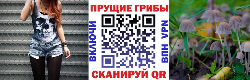 МЕГА зеркало  купить наркоту  Йошкар-Ола  Галлюциногенные грибы Psilocybine cubensis 